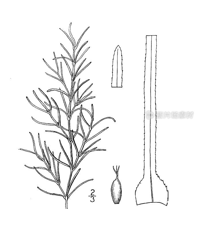 古植物学植物插图:Naias guadalupensis, Guadaloupe Naias